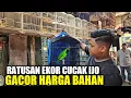 Download Lagu REJEKI MALAM !!! RATUSAN EKOR CUCAK IJO GACOR DIJUAL HARGA BAHAN DIKIOS SENDY PASAR PRAMUKA