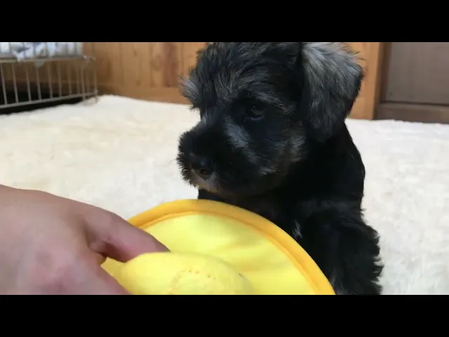動画