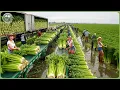 Download Lagu The Most Powerful Agriculture Machines Ever - Farmers Haul Billion Tons In Amazing Harvests