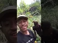 Download Lagu PACARMU GANTENG BISA CABUT SINGKONG NGGAK!  #shorts #funny #fyp #viral