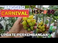 Download Lagu ANGGUR CRV SANGAT MUDAH MENDAPATKAN 16 DOMPOL BUAH PERDANA DI DALAM POT #PART 2