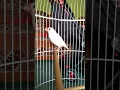 Download Lagu Burung glatik putih gacor