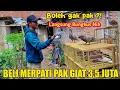 Download Lagu NAWAR MERPATI 3,5 JUTA  MILIK PAK GIAT UNTUK DI BELI