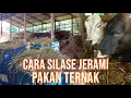 Download Lagu Cara Membuat Silase Jerami Pakan Ternak