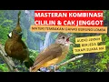 Download Lagu Masteran wajib burung juara | Cililin vs jenggot beset ngepik | audio jernih berjeda \u0026 suara air