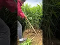 Lagu RT 2030332264 mini rotary tillage and ridging all-in one tree 🌲 short view