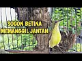 Download Lagu PANCINGAN SOGON BETINA MEMANGGIL JANTAN AMPUH AGAR SOGON BAHAN CEPAT BUNYI