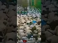 DZIKIR NASYID FAIDHUR NABIL [GURU SEKUMPUL] Versi Full❤️❤️❤️