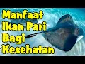 Download Lagu Cegah Beberapa Penyakit, Manfaat Ikan Pari yang Harus Anda Ketahui