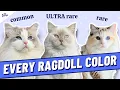 EVERY Ragdoll Cat Color Including the Rarest Non-Standard Colors