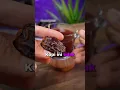 Download Lagu WAJIB COBA KOPI DARI KURMA✅