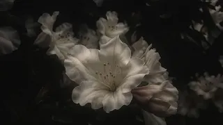                                    مترجمة بدون موسيقى  دندنها