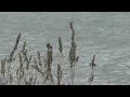 Chautauqua Lake shoreline management woes HABs and herbicide debate
