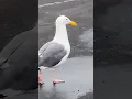 Download Lagu Who disturbed the bird? Wait for the end!