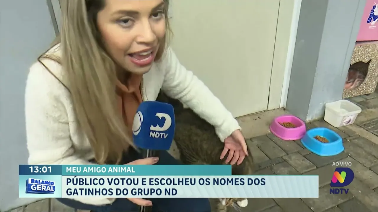 Meu Amigo Animal: público votou e escolheu os nomes dos gatinhos do Grupo ND