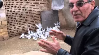 Syrische Takla Duiven Zalin الحمام السوري القلاب تقلا زالين Syrian Pigeon Takla Zalin 
