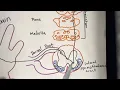 Sensory Pathway