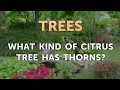 Download Lagu What Kind of Citrus Tree Has Thorns?