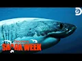Heart-Pounding Moments from Shark Week 2023 Part 2 Shark Week Discovery