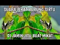 Download Lagu SUARA PIKAT BURUNG SIRTU MP3 || DI JAMIN BURUNG LANGSUNG TURUN