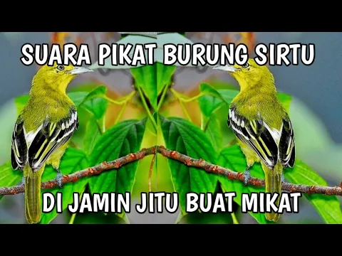 Download MP3 SUARA PIKAT BURUNG SIRTU MP3 || DI JAMIN BURUNG LANGSUNG TURUN