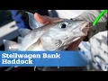 Stellwagen Bank Haddock S15 E09