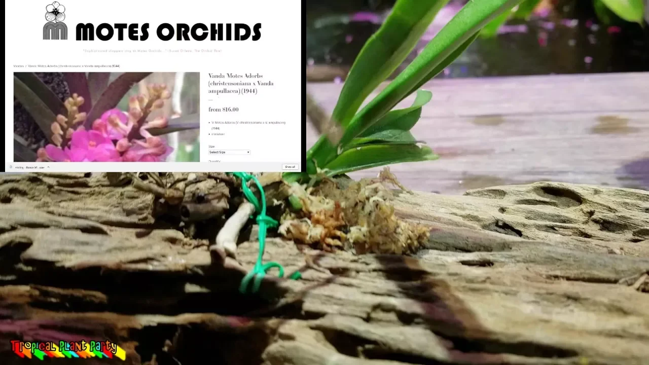 MINI VANDA MOUNT! MOTES VANDA ORCHID WOOD MOUNTING