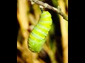Download Lagu Buttered Magazine is more than a magazine #magazine #indianapolis #butterfly