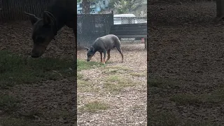 #fyp #dream #doberman #pets #youtube