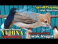 Download Lagu SUARA BURUNG YUHINA KALIMANTAN NGEROL KASAR - MASTERAN UNIK UNTUK MURAI BATU DAN CENDET