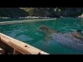 Basking Sharks