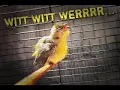 Download Lagu Masteran Pleci Nembak Zipper - Wit Wit Wer Rapat