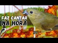 Download Lagu Melhor Piado de fêmea de papa capim para Foguear e Esquentar papa capim
