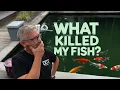 Download Lagu SHOCK DISCOVERY at the Koi Pond – Sudden Koi Death with No Warning Signs**