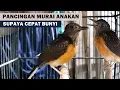 Download Lagu Suara MURAI TROTOL Ngeriwik | PIKAT \u0026 Pancingan Murae batu Anakan Agar Cepat Belajar Bunyi GACOR