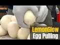 HOW TO EGG PULLING FROM RETICULATED PYTHONS - MUST WATCH