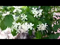 Pokok Kembang Bugang/White Butterfly/Clerodendrum Calamitosum(Fragrance Flower)