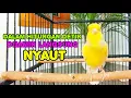 Download Lagu kenari gacor panjang TERBUKTI AMPUH pancingan kenari paud dan pancingan kenari macet