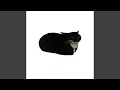 spinning cat