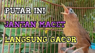 wambi betina memanggil wambi jantan