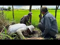Download Lagu Trúng Khu Này Quá Nhiều Rắn Độc 2 Nhóm Trong 1 Ngày Mà Bắt Được 2 Con Hổ Mang 1 Con Vện 2 Con Hành