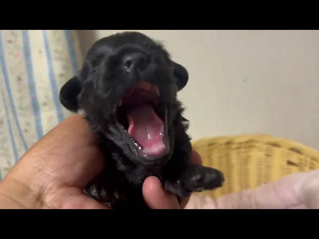 動画