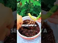 Download Lagu Easy Tips for Growing Snake Plants at Home #ornamentalplants #snakeplants #gardeningtips