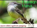 Download Lagu Masteran ciblek | suara CIBLEK NGEBREM panjang
