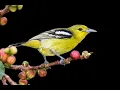 Download Lagu 22,39 Menit // Suara Burung Sirdung Sirtu Gacor Full Isian// Durasi Paling Panjang
