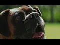 IAMS Proactive 5 Dog Poopface