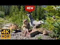 Download Lagu Cat and Dog TV 🐱 🐶 Mountain Birds, Chipmunks and Squirrels 📺 [New Version] (4K HDR)