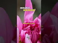 Download Lagu #sholawat #sholawatquraniyah #liriksholawat #sholawatnabi #rassyair