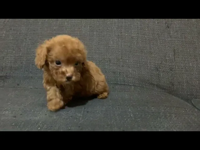 動画