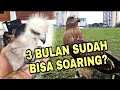 Download Lagu Merawat chick elang bondol sampai bisa soaring || Brahminy Kite
